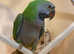 Stunning young darbyan parrot