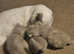 5 kittens Scottish fold and straight
