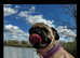 Pug female has jabs