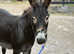 Trio of donkeys - Home saught