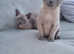 Tonkinese kitten available to the right home