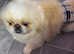 Stunning top quality cream and white Pekingese male