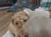 Maltipoo Puppies F1b