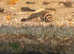 Young Bristlenose plecs for sale