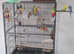Budgies and two cages