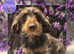 Choc Tan Wirehair Dachshund Stud Service