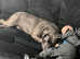 Blue boerboel cross female