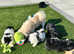 Pekingese puppies