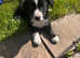 10 week old puppy