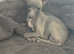 1 beautiful kc Italian greyhound girl looking for her forever home