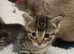 Saimees pure breed female  cat