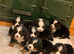 Bernese Mountain Dog Puppies