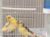 Beautiful Canaries for sale
