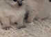 Pure ragdoll kittens for sale