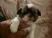 Beautiful imperial shihtzus