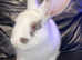 Male rabbit