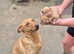 KC Labrador Puppies