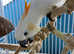 Super tame cockatoo Glasgow