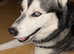 2yr old  Siberian husky. Lovely temperament and stunning looker