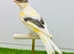 Canaries