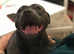 Female blue Staffordshire bull Terrier For Sale