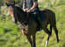 Stunning tb filly