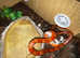 Female Corn Snake & Starter Viv Setup