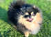 Tiny Pomeranian black&tan girl Available