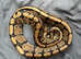 Ball python red striped het clown felmale