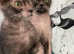 Beautiful Rare Lykoi kitten