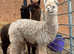 3 yearling alpaca girls