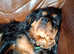 Beautiful Black & Tan King Charles Cavalier - Looking for a Loving Home