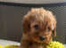 Cavapoo Boy & girl