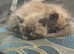 Ragdoll kittens 2 male and 2 female
