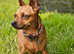 3 miniature pinscher puppies