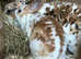 Beautiful Mini Rex babies ready very soon