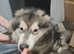 Alaskan Malamute female for sale