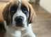 Saint Bernard pups