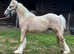 Palomino traditional colt