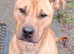 10 mouth old Bullmastiff cross
