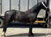 Future ridden prospect . 2 year old gelding make 14.2/3hh