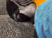 Fully tame macaw for sale