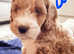 Cockerdoodlepoo
