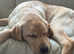 Golden Labrador