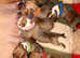 READY NOW!! STUNNING RED STAFFORDSHIRE BULL TERRIER PUPPIES
