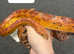 Reptile rescue lots of corn snakes