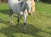 Grey Welsh pony