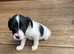 Jack Russell terrier puppies