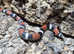 Tricolour Hognose at Birmingham Reptiles