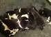 Quality KC Registered American Akita Puppies